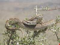 Jajrood  protected area