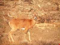 Jajrood  protected area