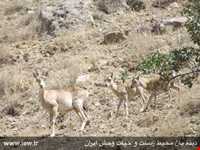 Jajrood  protected area