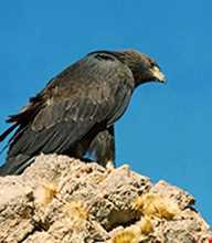 پارک ملی تنگ صیاد