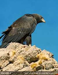 Tange Sayad natural park