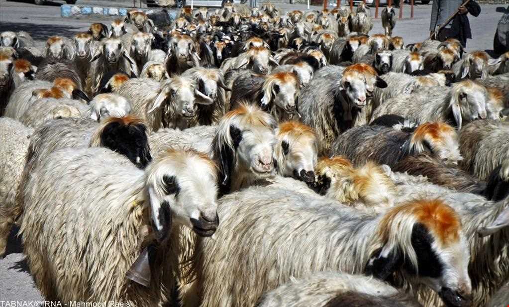 Immigration of Bakhtiari nomadic people