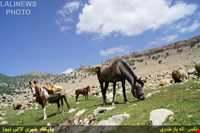 Immigration of Bakhtiari nomadic people