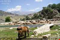 Immigration of Bakhtiari nomadic people