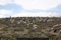 Immigration of Bakhtiari nomadic people