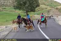 Immigration of Bakhtiari nomadic people