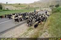 Immigration of Bakhtiari nomadic people