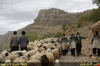 Immigration of Bakhtiari nomadic people