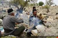 Immigration of Bakhtiari nomadic people