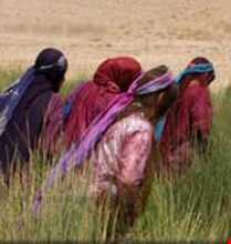 ایل قشقایی فارس