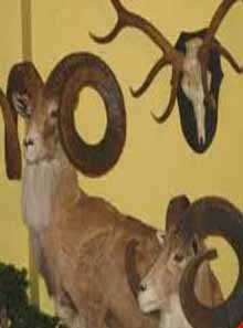 موزه طبیعی بهاباد