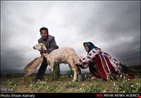 The tribes of Northern Khorasan