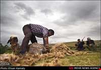 The tribes of Northern Khorasan