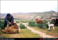 The tribes of Northern Khorasan