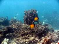 جزیره هندرابی