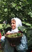 جشن فندق روستای یارود