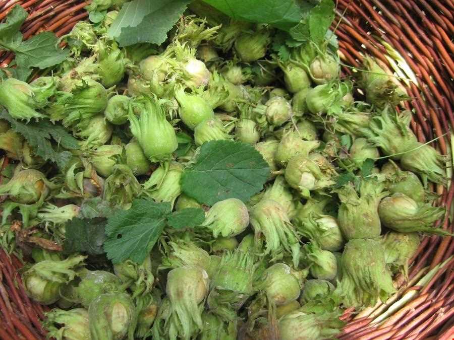 جشن فندق روستای یارود