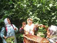 جشن فندق روستای یارود