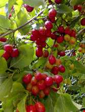 جشن زغال اخته روستای هیر