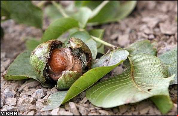 گردو تویسرکان