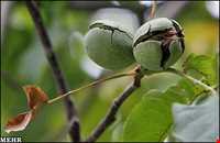 گردو تویسرکان