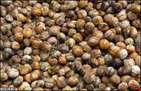 گردو تویسرکان