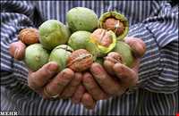 گردو تویسرکان