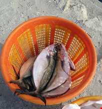 بازار ماهی فروشی بوشهر