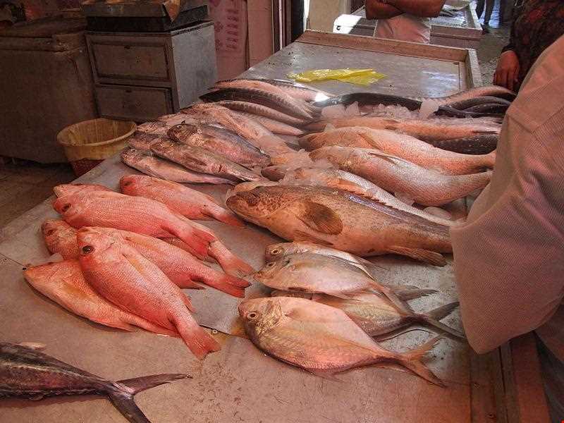 Fish Market of Boushehr