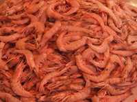 Fish Market of Boushehr