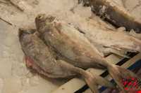 Fish Market of Boushehr