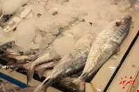 Fish Market of Boushehr