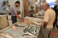 Fish Market of Boushehr