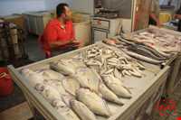 Fish Market of Boushehr