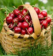 جشن گیلاس روستای هریف