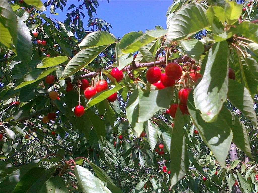 جشن گیلاس روستای هریف