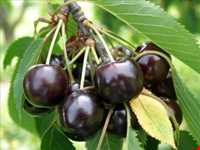 جشن گیلاس روستای هریف