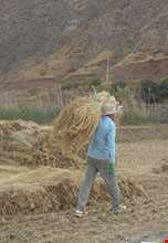 جشن برنج رازمیان