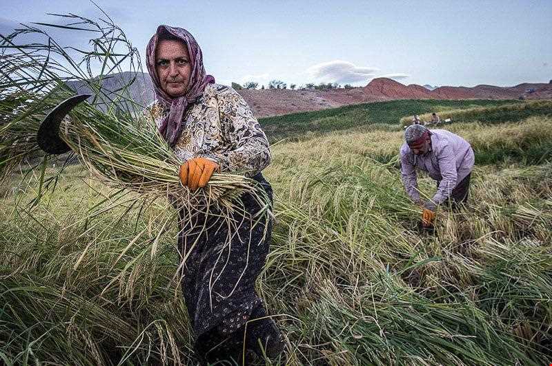 جشن برنج رازمیان