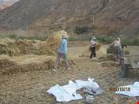 جشن برنج رازمیان