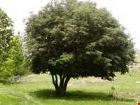 جشن برنج رازمیان