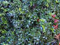 محوطه تاریخی و آتشکده سراب مورت