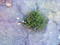 Chepeqli Mineral Spring