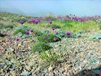 Chepeqli Mineral Spring