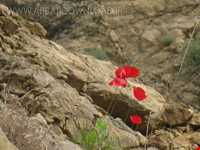 kord abad Natural Dam