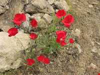 kord abad Natural Dam