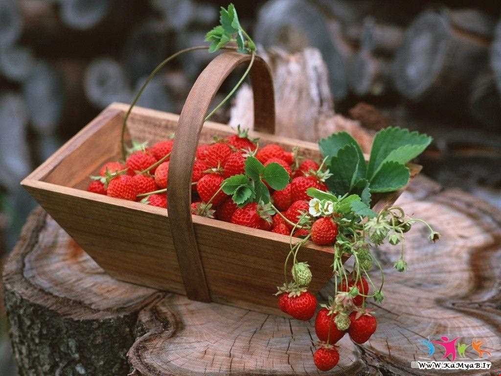 strawberry Harvest Festival