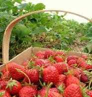 strawberry Harvest Festival