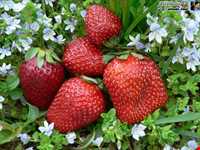 strawberry Harvest Festival