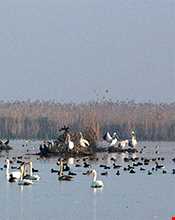 تالاب و پناهگاه حیات وحش سلکه